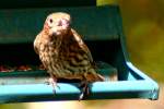 House Finch