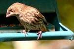 House Finch