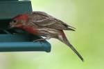 House Finch