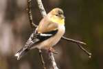 American Goldfinch