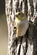 American Goldfinch