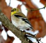 American Goldfinch