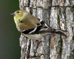 American Goldfinch