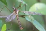 Crane Fly