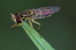 Flower Fly / Hover Fly