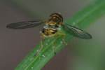 Flower Fly / Hover Fly