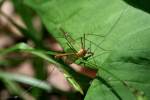 Crane fly