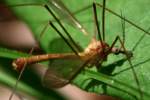 Crane fly