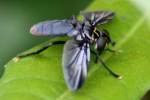 Feather Legged Fly