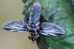 Feather Legged Fly