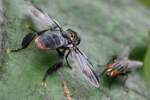 Feather Legged Fly