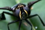 Feather Legged Fly