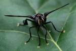 Feather Legged Fly