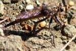 Robber Fly