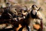 Robber Fly