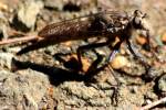 Robber Fly