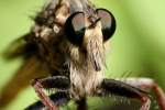 Robber Fly