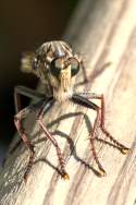 Robber Fly