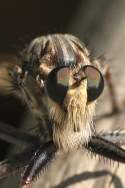 Robber Fly