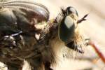 Robber Fly