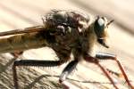 Robber Fly