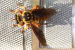 Robber Fly