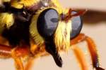 Robber Fly