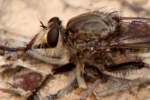 Robber Fly