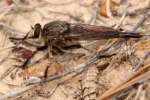 Robber Fly