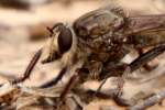 Robber Fly