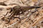 Robber Fly