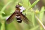 Progressive Bee Fly