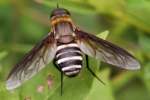 Progressive Bee Fly