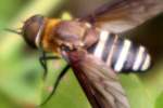 Progressive Bee Fly