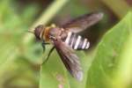 Progressive Bee Fly