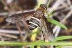 Progressive Bee Fly