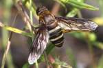 Progressive Bee Fly