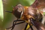 Progressive Bee Fly