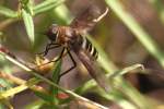 Progressive Bee Fly