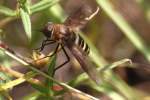 Progressive Bee Fly