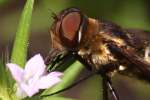 Progressive Bee Fly