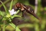 Progressive Bee Fly