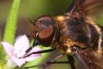 Progressive Bee Fly