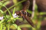 Progressive Bee Fly