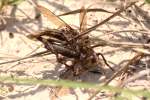 Robber Fly