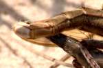 Robber Fly