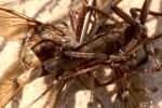 Robber Fly