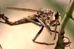 Robber Fly