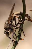 Robber Fly