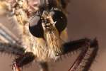 Robber Fly